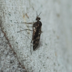 Sylvicola dubius at Greenway, ACT - 17 Jul 2024