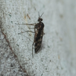 Sylvicola dubius at Greenway, ACT - 17 Jul 2024