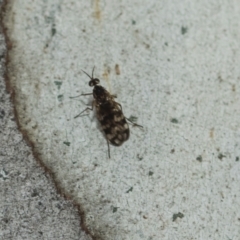 Sylvicola dubius at Greenway, ACT - 17 Jul 2024 11:28 AM