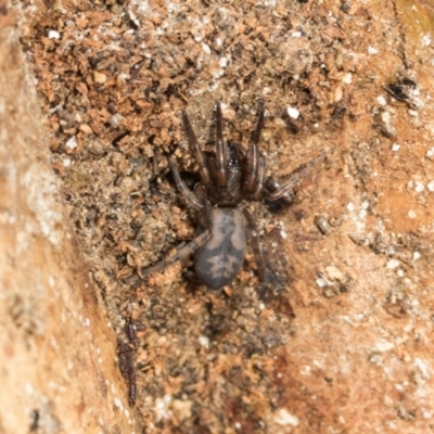 Intruda signata (Ground spider) at Greenway, ACT - 17 Jul 2024 by AlisonMilton