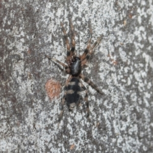 Lampona sp. (genus) at Greenway, ACT - 17 Jul 2024