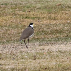 Vanellus miles (Masked Lapwing) at Greenway, ACT - 17 Jul 2024 by AlisonMilton