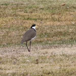 Vanellus miles at Greenway, ACT - 17 Jul 2024