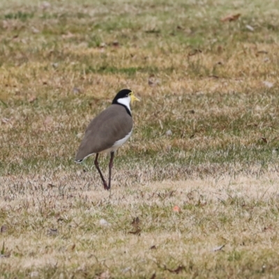 Vanellus miles (Masked Lapwing) at Greenway, ACT - 17 Jul 2024 by AlisonMilton