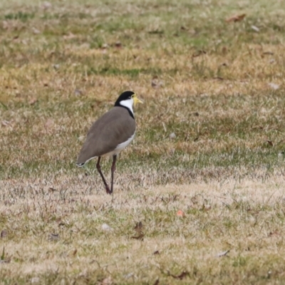 Vanellus miles (Masked Lapwing) at Greenway, ACT - 17 Jul 2024 by AlisonMilton