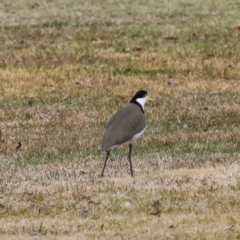 Vanellus miles at Greenway, ACT - 17 Jul 2024