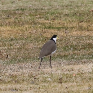 Vanellus miles at Greenway, ACT - 17 Jul 2024 12:47 PM