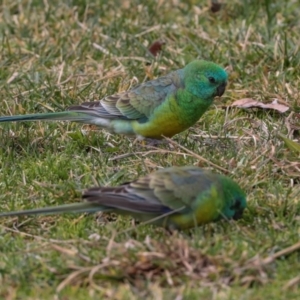 Psephotus haematonotus at Greenway, ACT - 17 Jul 2024