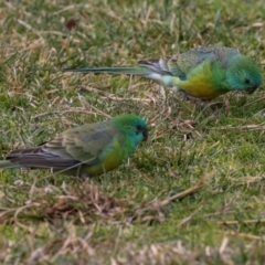 Psephotus haematonotus at Greenway, ACT - 17 Jul 2024