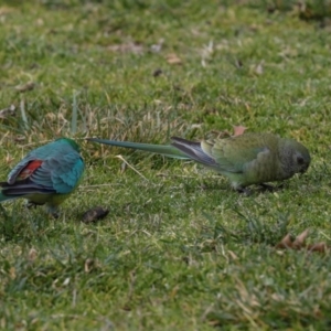 Psephotus haematonotus at Greenway, ACT - 17 Jul 2024