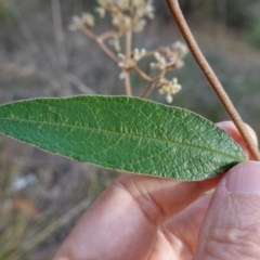 Pomaderris intermedia (Golden Pomaderris) at Lower Borough, NSW - 24 Jul 2024 by RobG1