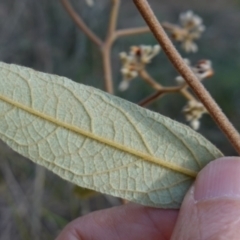 Pomaderris intermedia at Lower Borough, NSW - 24 Jul 2024