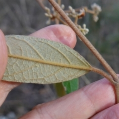 Pomaderris intermedia at Lower Borough, NSW - 24 Jul 2024