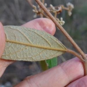 Pomaderris intermedia at Lower Borough, NSW - suppressed