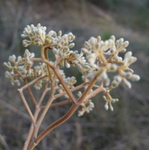 Pomaderris intermedia at Lower Borough, NSW - 24 Jul 2024