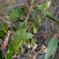 Pomaderris intermedia at Lower Borough, NSW - 24 Jul 2024