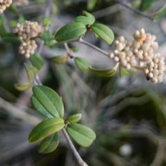 Pomaderris andromedifolia subsp. confusa at Lower Borough, NSW - 24 Jul 2024 by RobG1