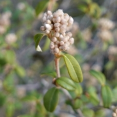 Pomaderris andromedifolia subsp. confusa at Lower Borough, NSW - suppressed