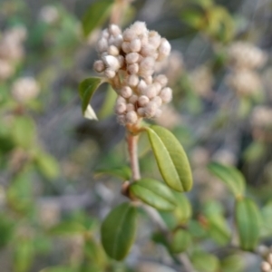 Pomaderris andromedifolia subsp. confusa at Lower Borough, NSW - 24 Jul 2024