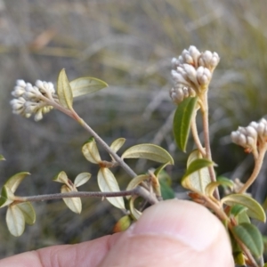 Pomaderris andromedifolia subsp. confusa at Lower Borough, NSW - 24 Jul 2024