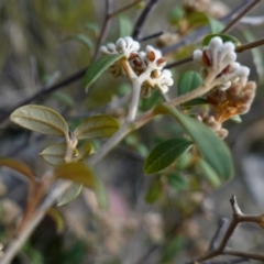 Pomaderris andromedifolia subsp. confusa at Lower Borough, NSW - suppressed