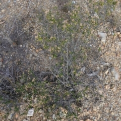 Pomaderris andromedifolia subsp. confusa at Lower Borough, NSW - 24 Jul 2024