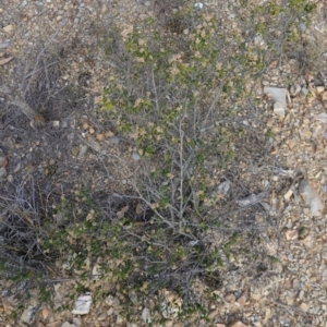 Pomaderris andromedifolia subsp. confusa at Lower Borough, NSW - suppressed