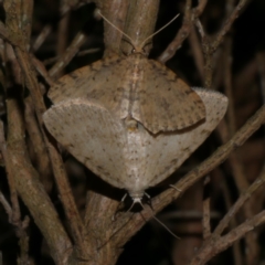 Poecilasthena scoliota (A Geometer moth (Larentiinae)) at Freshwater Creek, VIC - 15 Aug 2022 by WendyEM