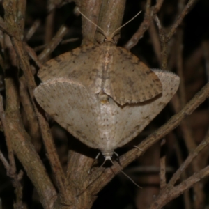 Poecilasthena scoliota at Freshwater Creek, VIC - 15 Aug 2022 09:04 PM