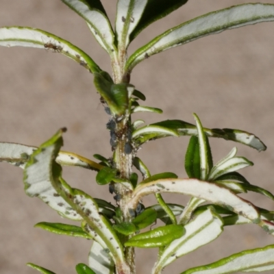 Aphididae (family) (Unidentified aphid) at Freshwater Creek, VIC - 16 Aug 2022 by WendyEM