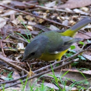 Eopsaltria australis at Mogo, NSW - 24 Jul 2024