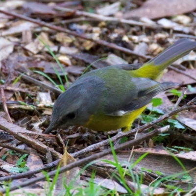 Eopsaltria australis (Eastern Yellow Robin) at Mogo, NSW - 24 Jul 2024 by jb2602