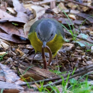 Eopsaltria australis at Mogo, NSW - 24 Jul 2024