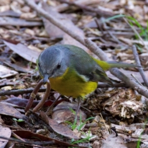 Eopsaltria australis at Mogo, NSW - 24 Jul 2024