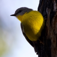 Eopsaltria australis at Mogo, NSW - 24 Jul 2024