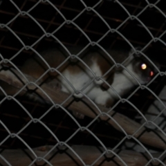 Pseudocheirus peregrinus (Common Ringtail Possum) at Freshwater Creek, VIC - 16 Aug 2022 by WendyEM