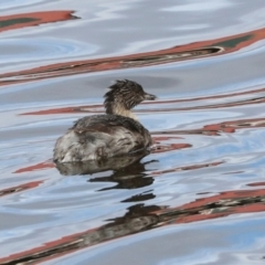 Poliocephalus poliocephalus (Hoary-headed Grebe) at Greenway, ACT - 17 Jul 2024 by AlisonMilton