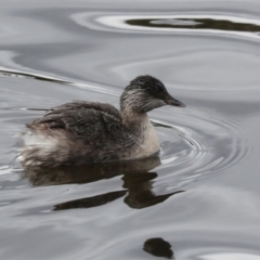 Poliocephalus poliocephalus at Greenway, ACT - 17 Jul 2024