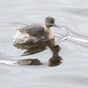 Poliocephalus poliocephalus at Greenway, ACT - 17 Jul 2024