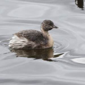 Poliocephalus poliocephalus at Greenway, ACT - 17 Jul 2024