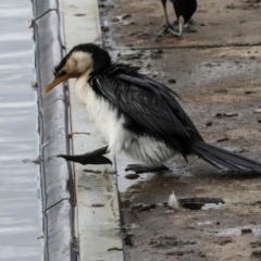 Microcarbo melanoleucos (Little Pied Cormorant) at Greenway, ACT - 17 Jul 2024 by AlisonMilton