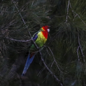 Platycercus eximius at Kambah, ACT - 17 Jul 2024 03:09 PM