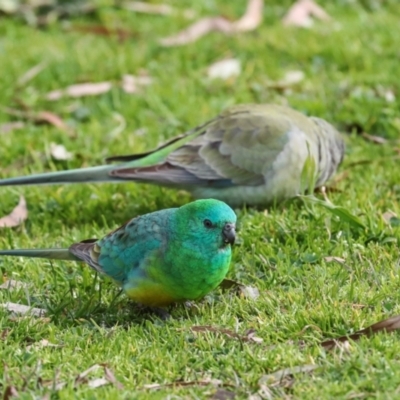 Psephotus haematonotus (Red-rumped Parrot) at Greenway, ACT - 17 Jul 2024 by AlisonMilton