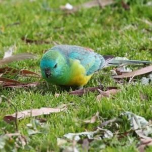 Psephotus haematonotus at Greenway, ACT - 17 Jul 2024