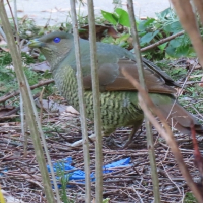 Ptilonorhynchus violaceus (Satin Bowerbird) at Narrabundah, ACT - 24 Jul 2024 by RobParnell