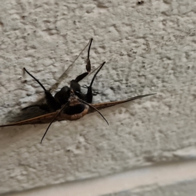 Noctuoidea (superfamily) at Trunding, QLD - 24 Jul 2024 by Mike