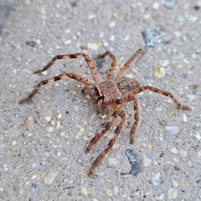 Unidentified Huntsman spider (Sparassidae) at Kingston, ACT - 24 Jul 2024 by MatthewFrawley