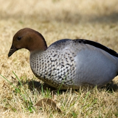 Chenonetta jubata (Australian Wood Duck) at Mogo, NSW - 24 Jul 2024 by jb2602