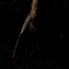 Phonognatha graeffei (Leaf Curling Spider) at Freshwater Creek, VIC - 2 May 2022 by WendyEM