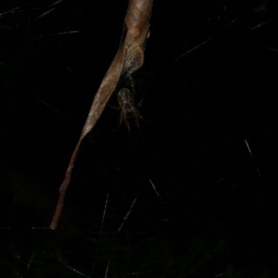 Phonognatha graeffei (Leaf Curling Spider) at Freshwater Creek, VIC - 2 May 2022 by WendyEM